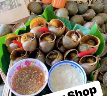 Ốc Gác Bếp Biển Xanh (Giỏ 500gr)