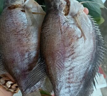 Cá sặc bổi kg